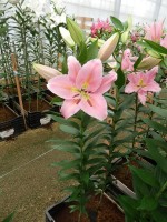 [5259 Catcher No02.JPG]